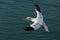 Flying Northern Gannet