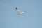 Flying Northern Gannet in Atlantic ocean following a boat