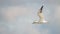 Flying Northern Gannet in Atlantic ocean following a boat