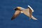 Flying Northern gannet with nesting material in the bill, with dark blue sea water in the background, Helgoland island, Germany