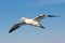 Flying northern gannet with spreadout wings near German island Helgoland