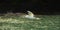Flying northern garnet. Wild bird in the wild.