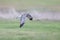 Flying Northern Harrier