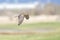 Flying Northern Harrier