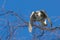 The flying Northern Hawk Owl (Surnia ulula)