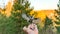 Flying Nuthatch (Sitta europea) with open wings, Tomsk