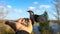 Flying Nuthatch (Sitta europea) with open wings, Tomsk