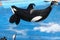 Flying Orca