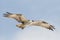 Flying osprey on azure sky, Everglades National Park, Florida