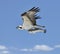 Flying Osprey Carrying A Fish