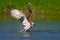 Flying osprey with fish. Action scene with bird, nature water habitat. Osprey with fish fly. Bird of prey with fish in the talon,