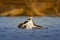 Flying osprey with fish. Action scene with bird, nature water habitat. Osprey hunting in the water. White bird of prey fighting