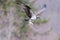 Flying osprey holding a fish with its legs under the sunlight with a blurry background