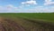 flying over an agricultural field The sun's rays over a field of green young plants