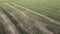 flying over an agricultural field The sun's rays over a field of green young plants