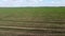 flying over an agricultural field The sun's rays over a field of green young plants