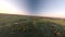 flying over a blooming summer field at sunset in the sunlight