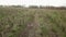 flying over the cherry orchard in early spring. fruit trees before flowering.