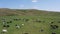 Flying over cows herd on a green field on grazing