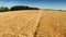 Flying over golden wheat field