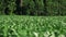 Flying over green corn field. Corn plants growing on agriculture field. Green corn on farmland field growing in rows. Agribusiness