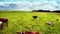 Flying over green field with grazing cows