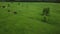 Flying over green field with grazing cows. Aerial background of country landscape