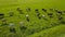Flying over green field with grazing cows. Aerial background of country landscape