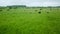 Flying over green field with grazing cows and sheep. Aerial background of country landscape