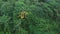 Flying over a green rainforest and a brightly standing tree with yellow leaves is top view of beautiful green dense