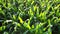 Flying over green tops of young corn sprouts on sunny morning.