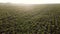 Flying over green tops of young corn sprouts on sunny morning.