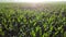 Flying over green tops of young corn sprouts on sunny morning.