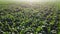 Flying over green tops of young corn sprouts on sunny morning.