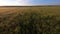 Flying over green wheat field, cloudy blue sky, flying up at the end and showing panorama. Agricultural industry.