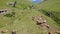 Flying over herd of cows grazing in pasture with drone