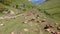 Flying over herd of cows grazing in pasture with drone