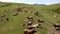 Flying over herd of cows grazing in pasture with drone