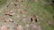 Flying over herd of cows grazing in pasture with drone