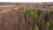 Flying over low-growing young birches with fallen leaves.