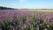 Flying Over Purple Bright Flowers Planted In A Rural Field