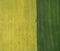 Flying over the rapeseed field with drone. Landsacape. Tractor fertilize wheat field