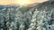 Flying over snow-covered winter trees in the mountains at sunrise. Winter nature mountains. Morning epic aerial shot of