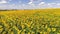 Flying over a Sunflower field, drone moving across a yellow field of sunflowers