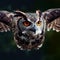 Flying Owl with Intense Orange Eyes - A Majestic Aerial Display