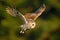 Flying owl. Owl in the forest. Owl in fly. Action scene with owl. Flying Eurasian Tawny Owl, Strix aluco, with nice green blurred