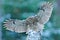 Flying owl in the snowy forest. Action scene with Eurasian Tawny Owl, Strix aluco, with nice snowy blurred forest in background