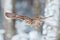 Flying owl in the snowy forest. Action scene with Eurasian Tawny Owl, Strix aluco, with nice snowy blurred forest in background