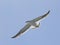 Flying pacific gull