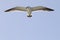 Flying pacific gull